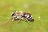 Colletes similis